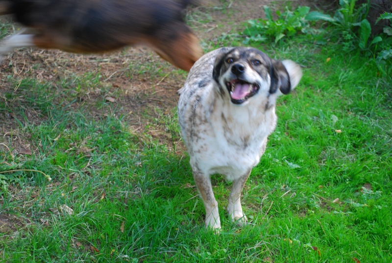 Titza, chienne de taille moyenne, née en 2011 Dsc_2010