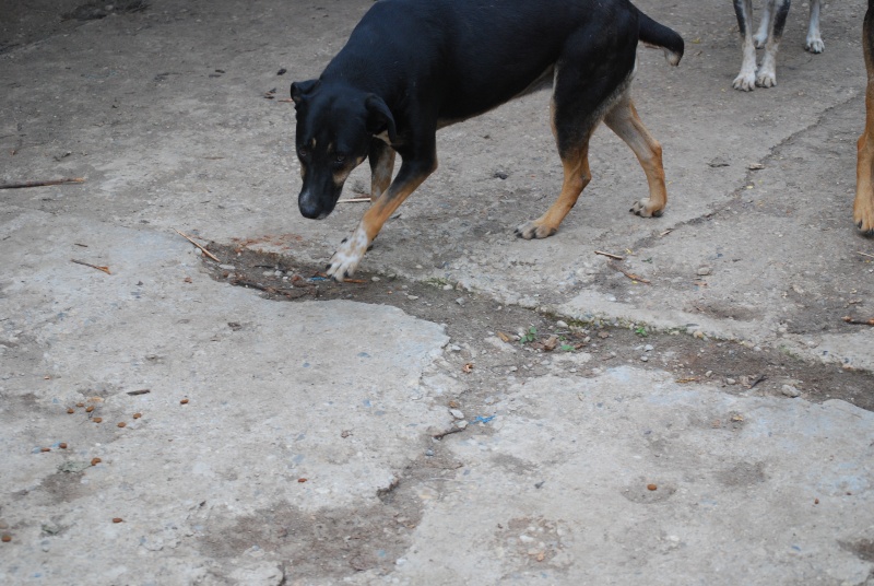 Sofia, puce très sociable, sauvée d'un raid des dog catchers, née en février 2013 Dsc_2216