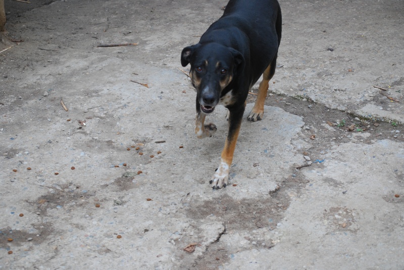 Sofia, puce très sociable, sauvée d'un raid des dog catchers, née en février 2013 Dsc_2217