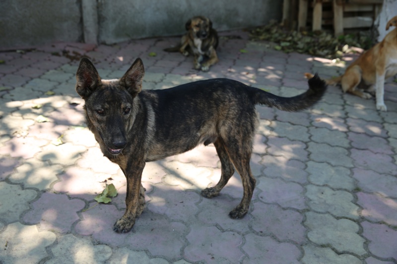 Pepper, jeune chien joueur, né en février 2015 Hx9a5010