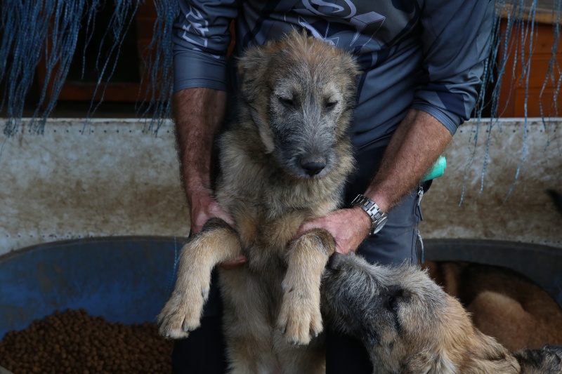 Goofy, petit mâle adorable, né en mai 2015 Hx9a6913