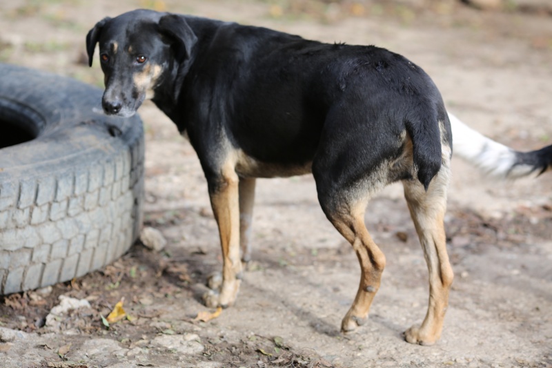 Sofia, puce très sociable, sauvée d'un raid des dog catchers, née en février 2013 Hx9a7110