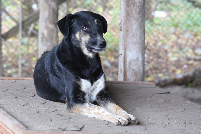 Sofia, puce très sociable, sauvée d'un raid des dog catchers, née en février 2013 Hx9a7112