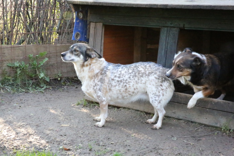 Titza, chienne de taille moyenne, née en 2011 Hx9a8311