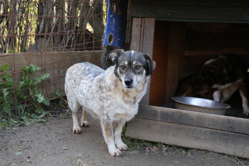 Titza, chienne de taille moyenne, née en 2011 Hx9a8312