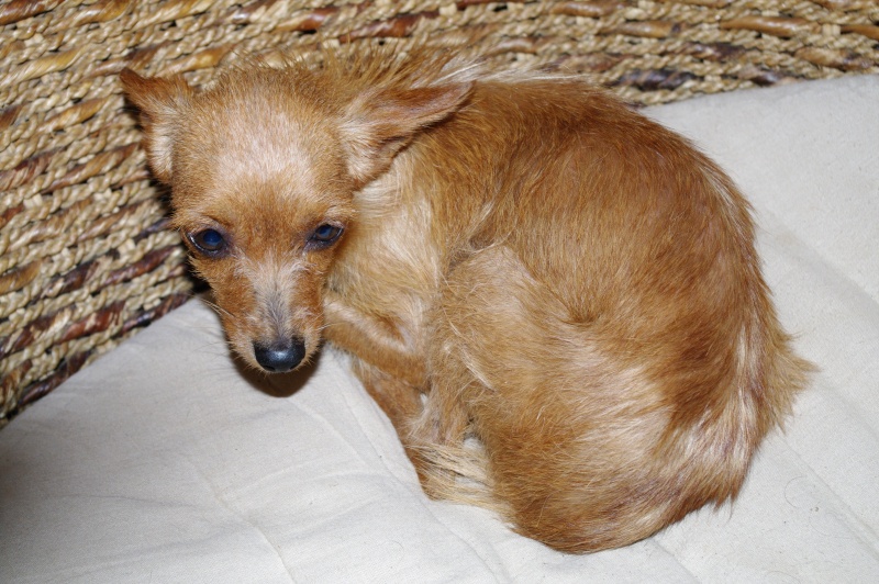 Mini, croisée pinscher de 5 ans ADOPTEE 11052210