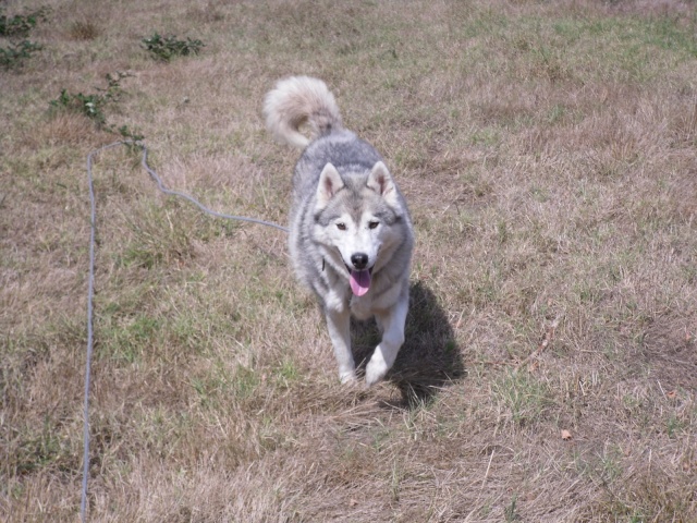 Nora femelle husky 9 ans ( 9 ans de prison ) dpt 33.(soeur d N61010