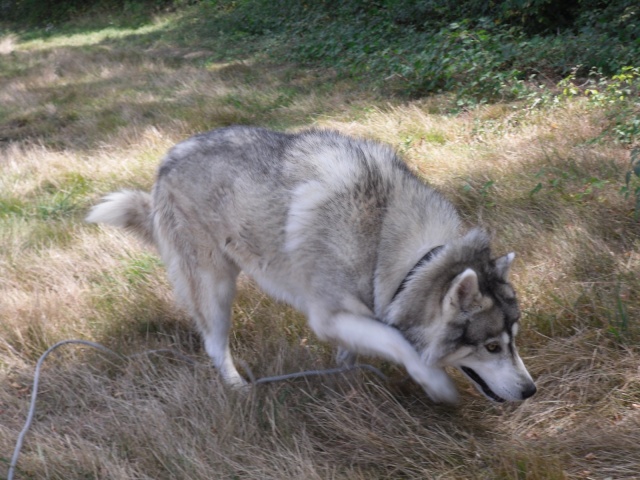 Venus femelle husky 9 ans ( 9 ans de prison ) dpt 33.risque l'eutha. V91010