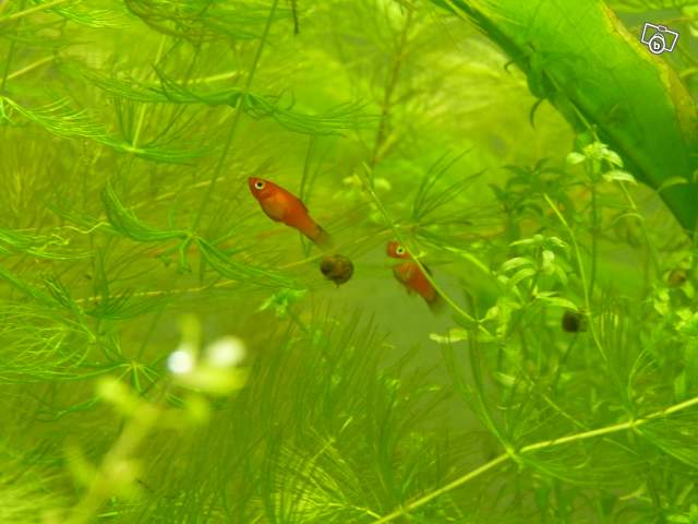 [Vends]Platy et alevins platy[77] 41328210