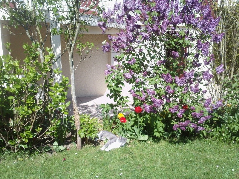 poussy sous le lilas Img09116