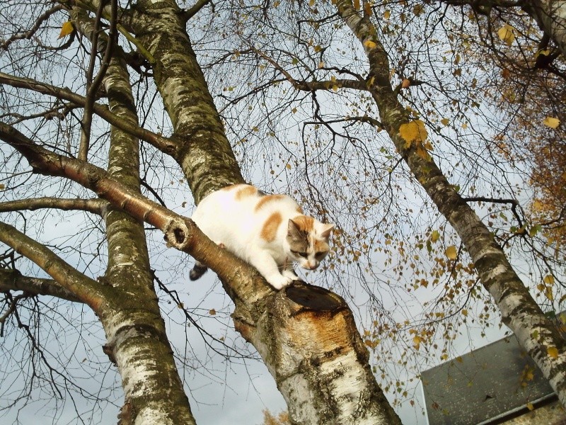 un chat dans un arbre  Malo10