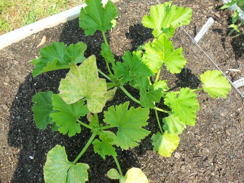Is this powdery mildew? 102_0416