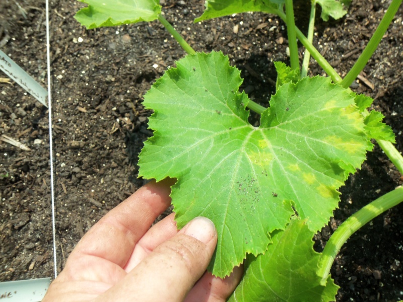 Is this powdery mildew?  102_0417