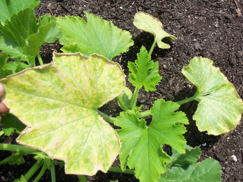 Is this powdery mildew?  102_0418