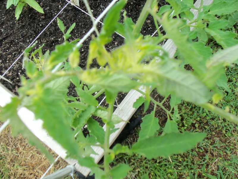 Is my tomato plant sick? 102_0419