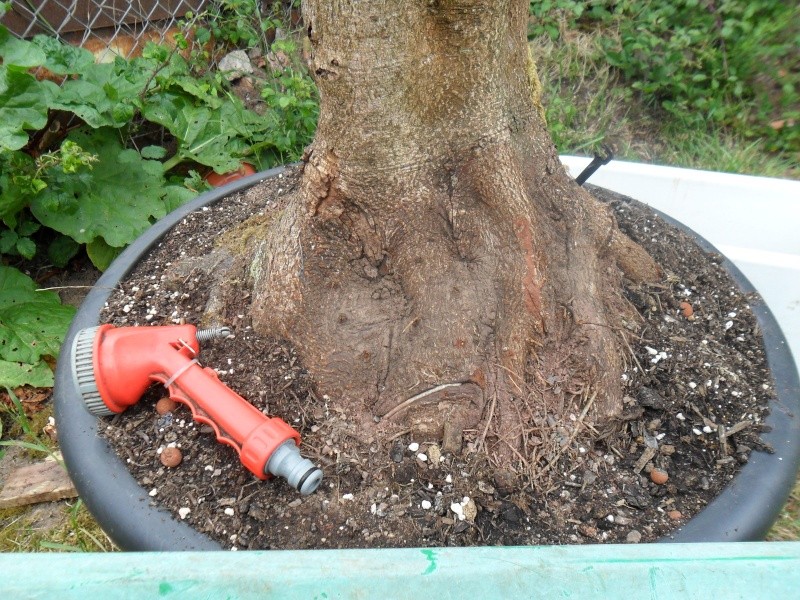 Giant Aesculus Hippocastanum/Horse Chestnut. Sam_1111