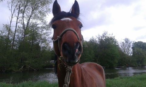 Atchoum de Beletre - Poney français de selle de 5 ans A211