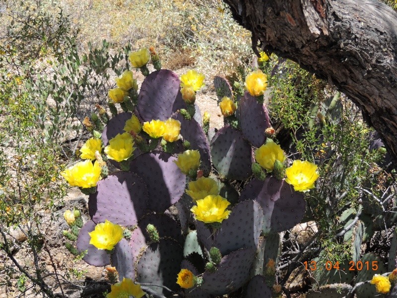 Cacti and Sukkulent in Köln, every day new flowers in the greenhouse Part 134 9058810