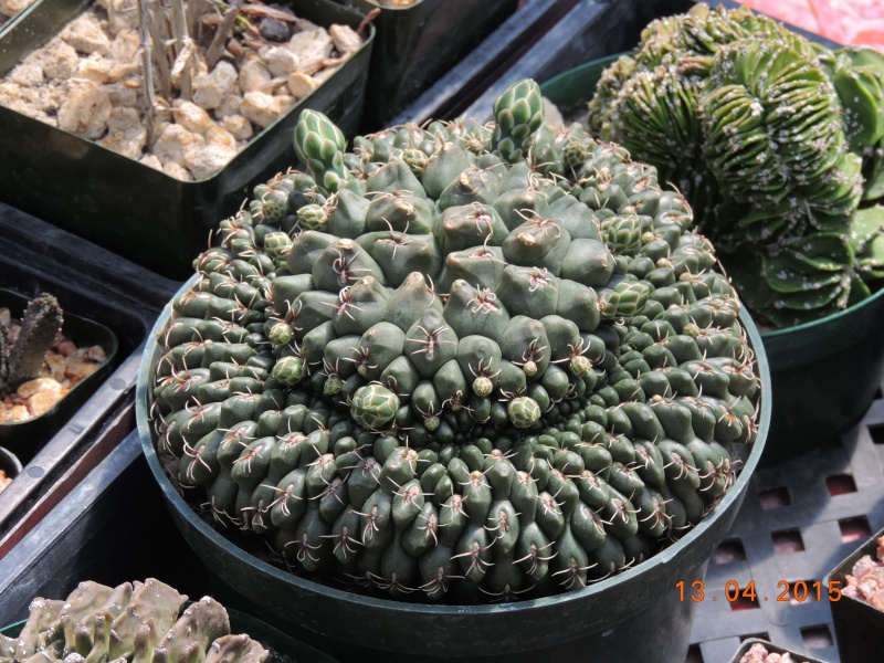 Cacti and Sukkulent in Köln, every day new flowers in the greenhouse Part 133 9077810