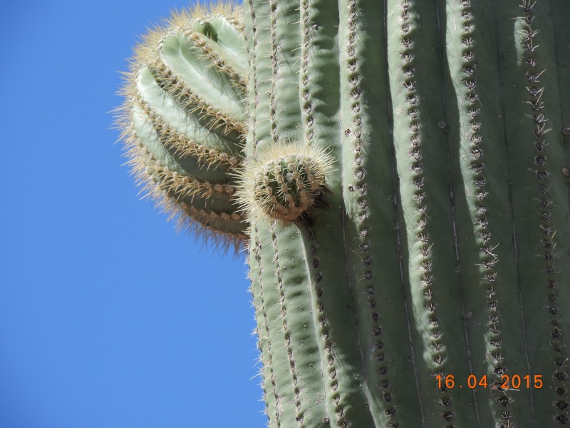 Cacti and Sukkulent in Köln, every day new flowers in the greenhouse Part 133 9128610