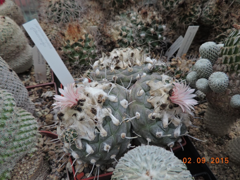 Cacti and Sukkulent in Köln, every day new flowers in the greenhouse Part 130 Bild_152