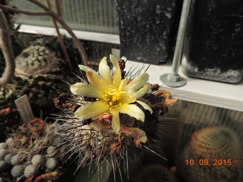 Cacti and Sukkulent in Köln, every day new flowers in the greenhouse Part 130 Bild_187