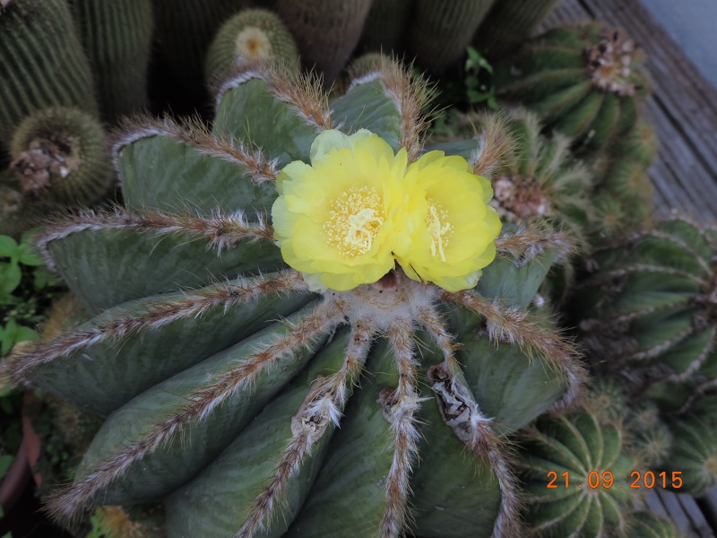 Cacti and Sukkulent in Köln, every day new flowers in the greenhouse Part 130 Bild_238