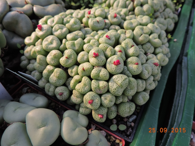 Cacti and Sukkulent in Köln, every day new flowers in the greenhouse Part 131 Bild_291