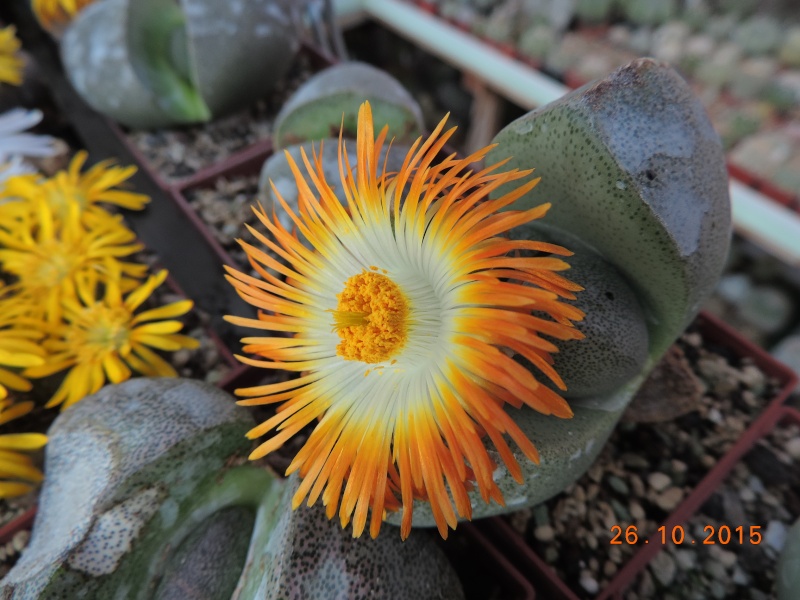 Cacti and Sukkulent in Köln, every day new flowers in the greenhouse Part 133 Bild_359