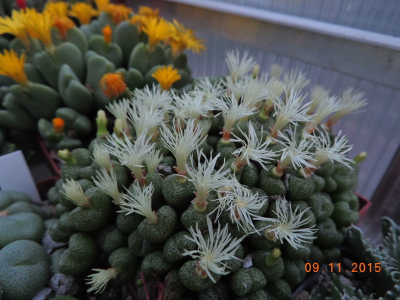 Cacti and Sukkulent in Köln, every day new flowers in the greenhouse Part 134 Bild_432