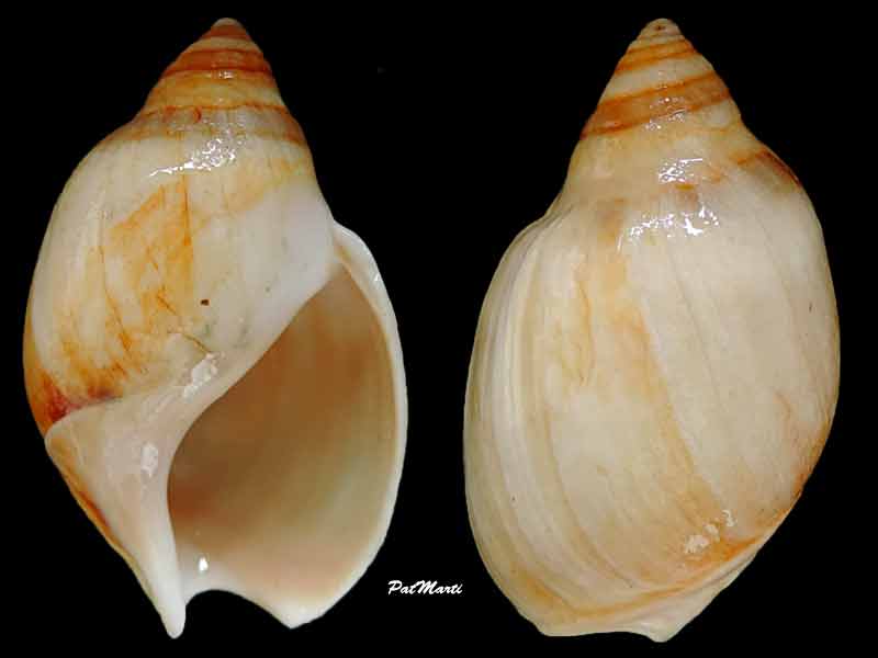 Bullia laevissima (Gmelin, 1791)  Bullia10