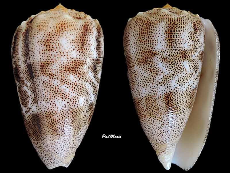 Conus (Puncticulis) arenatus  Hwass in Bruguière, 1792 - Page 2 Puncti10