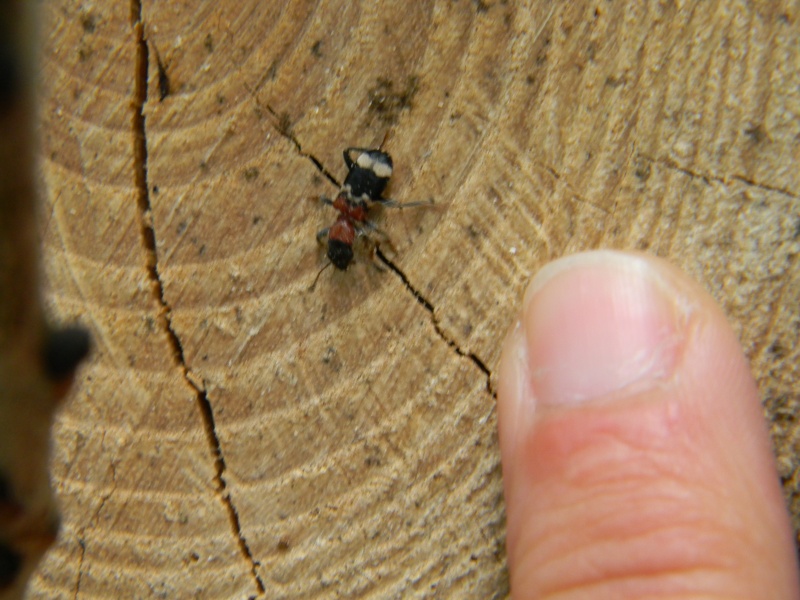 [Thanasimus formicarius] fourmis? Dscn3110