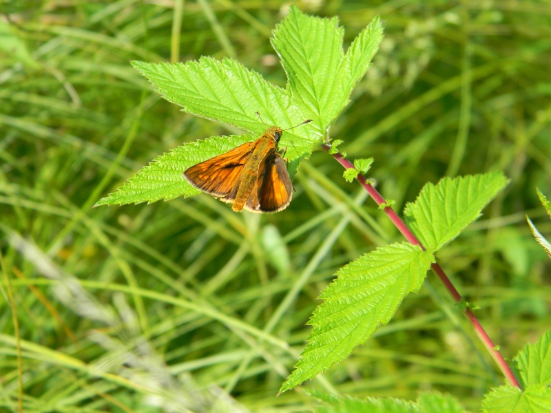 nouveau papillon Dscn3411