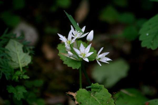 Ail des ours (Allium ursinum) Img_9511