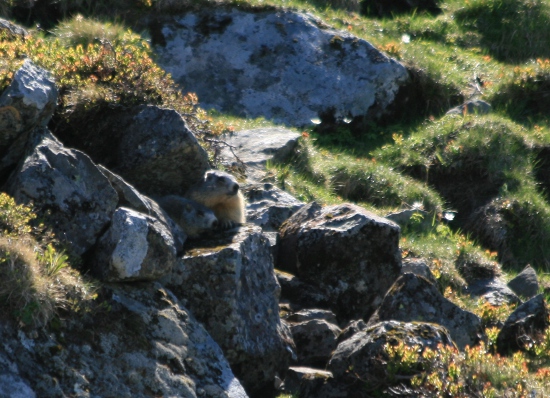 Marmottes en Auvergne Img_9710