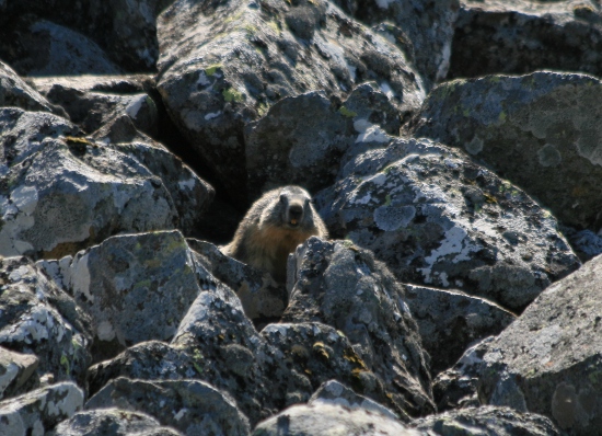 Marmottes en Auvergne Img_9711