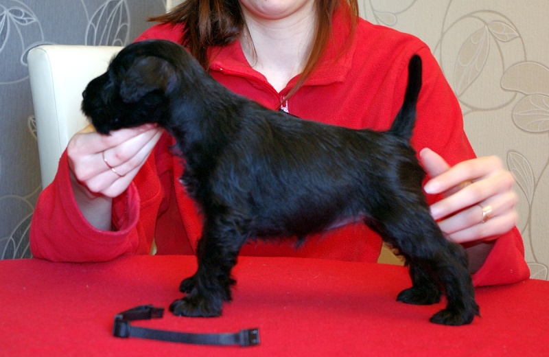 black mini puppies from Barbabella kennel Czarna10