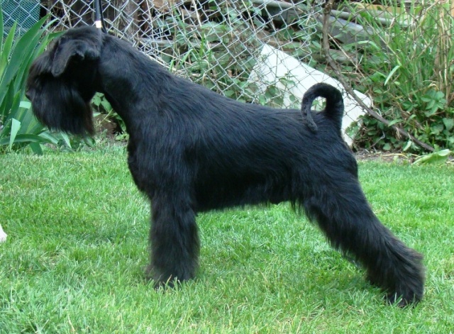 black mini puppies from Barbabella kennel Dsc03411