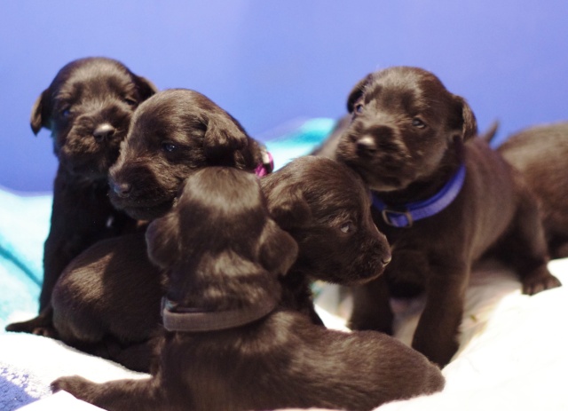 black mini puppies from Barbabella kennel Imgp7010