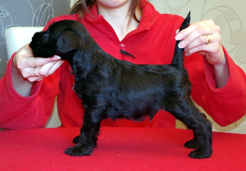 black mini puppies from Barbabella kennel Maly6t12