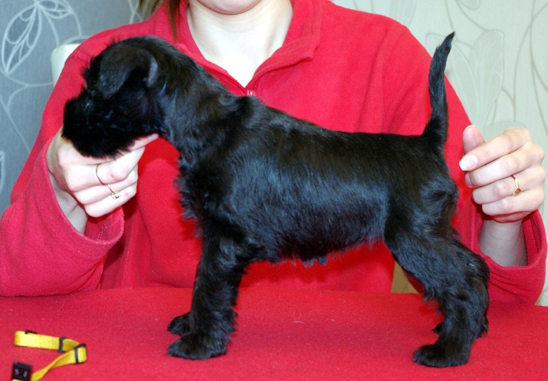 black mini puppies from Barbabella kennel Zolta610