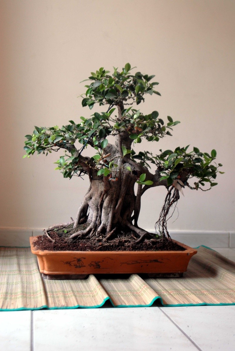 Ficus progress Bigfig16