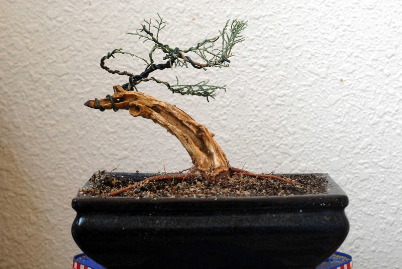 Yamadori Tamarix aphylla first work Tamari16