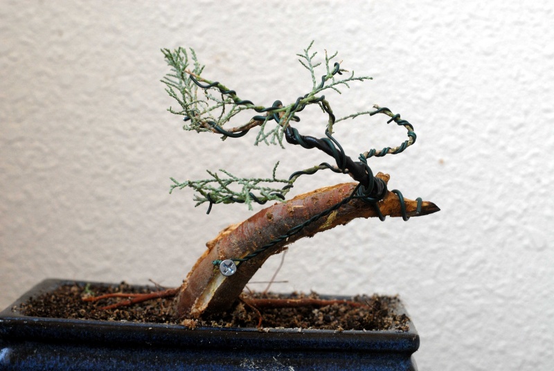 Yamadori Tamarix aphylla first work Tamari17