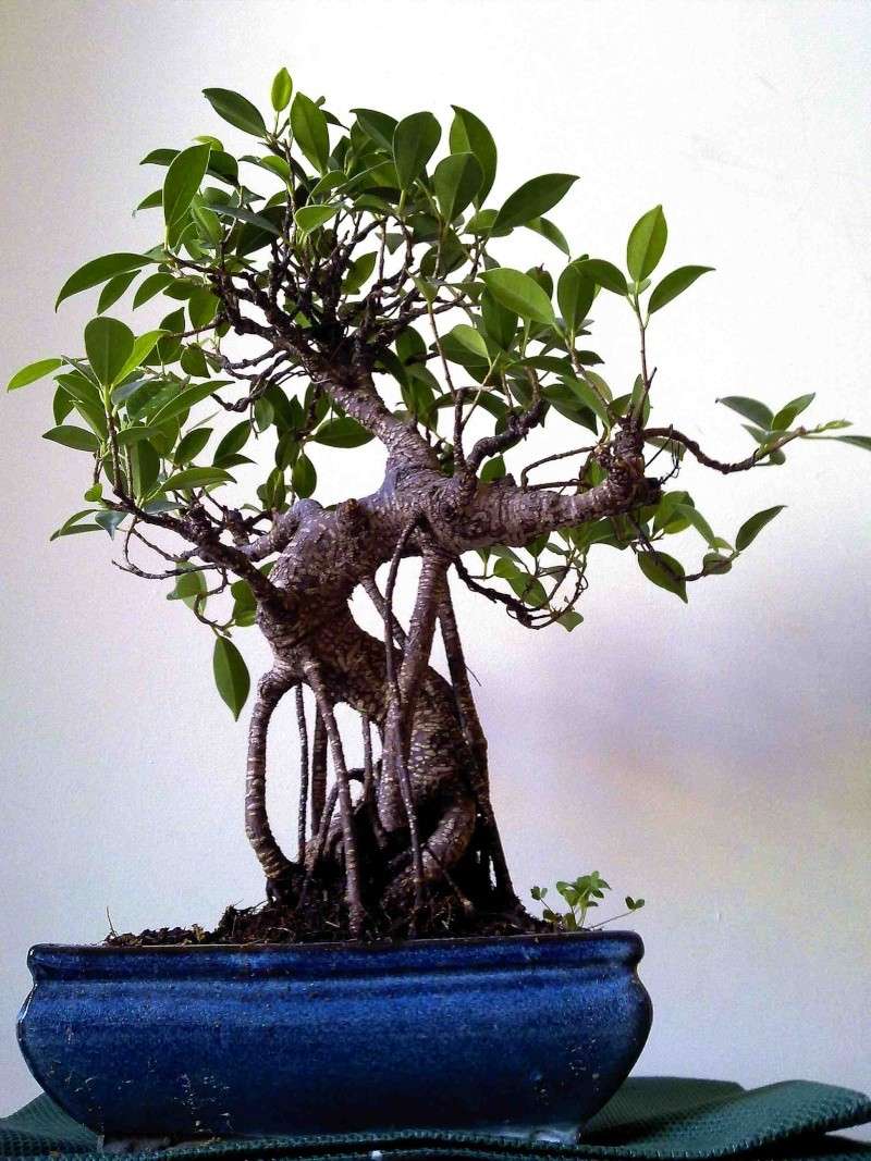 Ficus progress Weetre10