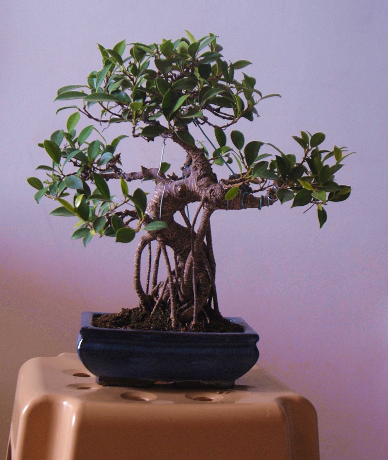 Ficus progress Weetre12