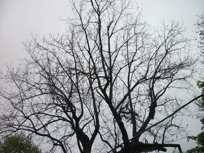 Black Walnut Toxicity 100_1216