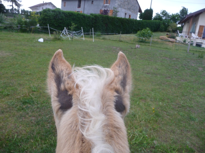 Mon poulain perd ses poils P1020212