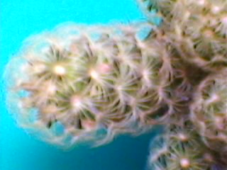 identification de mes cactus  Sp_a0016